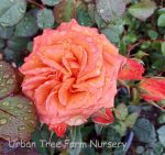 Rosa 'Gingersnap' - Image 3