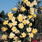 Rosa 'Golden Showers' CL