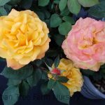 Rosa 'Good as Gold' STD