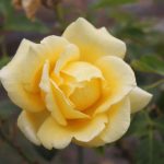 Rosa 'Helmut Schmidt' STD