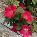 Rosa 'Home Run Pink' STD