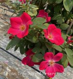 Rosa 'Home Run Pink' STD