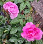 Rosa 'Home Run Pink' STD - Image 4
