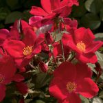 Rosa 'Home Run Red'