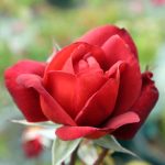 Rosa 'Hot Cocoa'