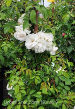 Rosa 'Iceberg' CL - Image 5
