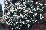 Rosa 'Iceberg' CL