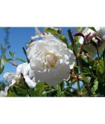 Rosa 'Iceberg' CL - Image 2