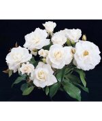 Rosa 'Iceberg' CL - Image 3