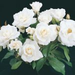 Rosa 'Iceberg'