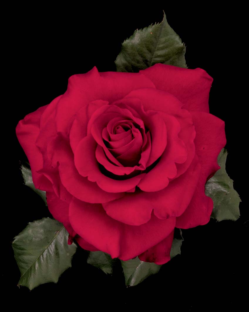 In the Mood Rosa 'In the Mood' - Image 1