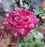 Rosa 'Ink Spots'
