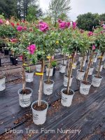 Rosa 'Intrigue' STD - Image 2