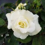 Rosa 'John F. Kennedy'