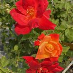 Rosa 'Joseph's Coat' CL