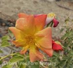 Rosa 'Joseph's Coat' CL - Image 2