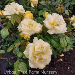 Rosa 'Julia Child' STD