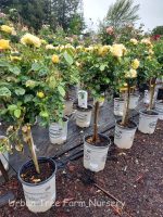 Rosa 'Julia Child' STD - Image 3