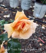 Rosa 'Just Joey' STD