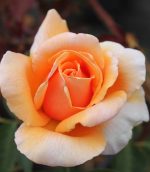 Rosa 'Just Joey' STD - Image 3