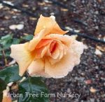 Rosa 'Just Joey' - Image 2