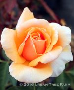 Rosa 'Just Joey' - Image 3