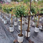 Rosa 'Ketchup & Mustard' STD