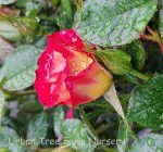 Rosa 'Ketchup & Mustard' STD - Image 2