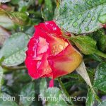 Rosa 'Ketchup & Mustard'