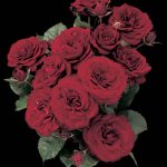 Rosa 'Lava Flow'