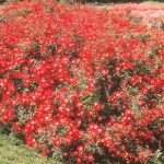 Rosa 'Meidiland Red'