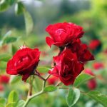 Rosa 'Meidiland Scarlet'
