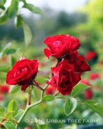 Rosa 'Meidiland Scarlet'