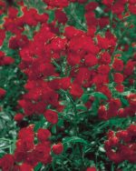 Rosa 'Meidiland Scarlet' - Image 2