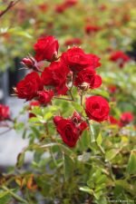 Rosa 'Meidiland Scarlet' - Image 3
