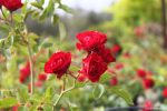 Rosa 'Meidiland Scarlet' - Image 4