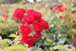 Rosa 'Meidiland Scarlet' - Image 5