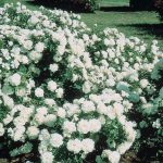 Rosa 'Meidiland White'