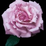 Rosa 'Memorial Day' STD