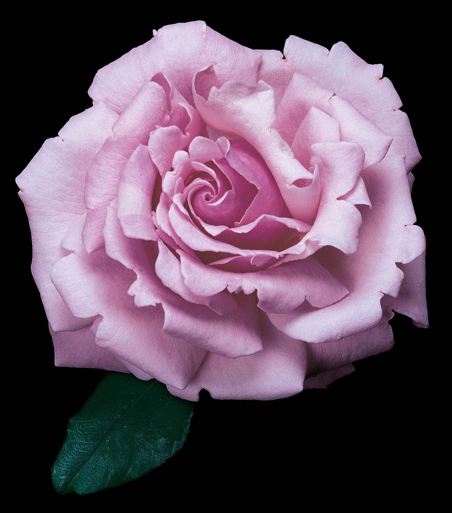 Rosa-Memorial-Day-STD Rosa 'Memorial Day' STD - Image 1