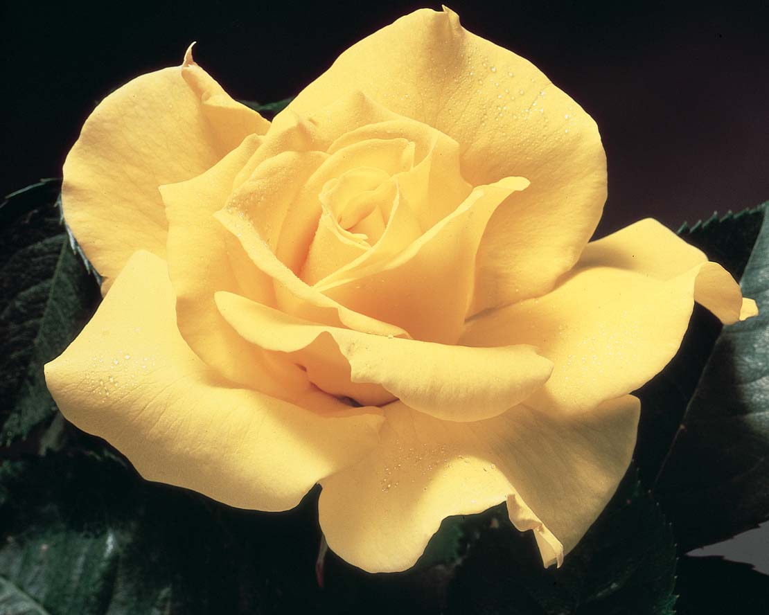 Rosa-Midas-Touch-STD Rosa 'Midas Touch' STD - Image 1