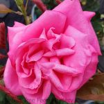 Rosa 'Miss All-America Beauty' STD