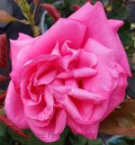 Rosa 'Miss All-America Beauty' STD