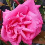 Rosa 'Miss All-America Beauty'