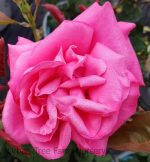 Rosa 'Miss All-America Beauty'