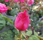 Rosa 'Miss All-America Beauty' - Image 2