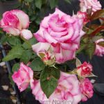 Rosa 'Miss Congeniality'