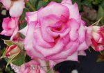 Rosa 'Miss Congeniality' - Image 2