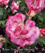Rosa 'Miss Congeniality' - Image 3