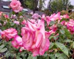 Rosa 'Miss Congeniality' - Image 4
